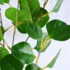 Artificial Plant 28*91CM Eucalyptus spray*6 GS-10719019-G1 2 Artificial Plant 28*91CM Eucalyptus spray*6 GS-10719019-G1