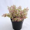 Artificial Plant 20*20*20cm Lavender in Plastic pot GS-03319030-R1