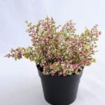 Artificial Plant 20*20*20cm Lavender in Plastic pot GS-03319030-R1