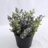 Artificial Plant 20*20*20cm Lavender in Plastic pot GS-03319030-Z1