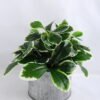 Artificial Plant 23*23*18.5cm Leaf Tin pot GS-03319101