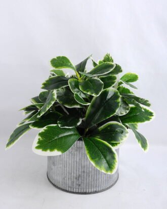 Artificial Plant 23*23*18.5cm Leaf Tin pot GS-03319101