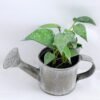 Artificial Plant 15 Artificial Plant 15.5*16*13cm Leaf in Tin pot GS-03319172-G1