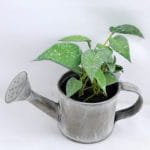 Artificial Plant 15.5*16*13cm Leaf in Tin pot GS-03319172-G1