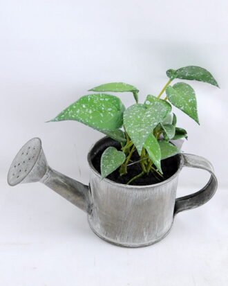 Artificial Plant 15.5*16*13cm Leaf in Tin pot GS-03319172-G1