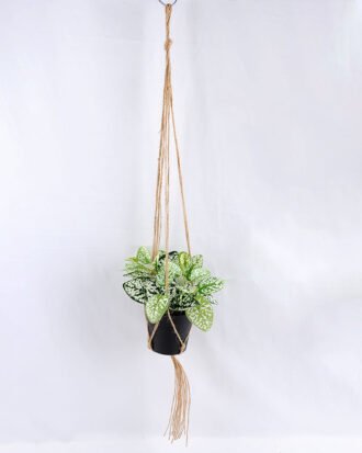 Artificial Plant 20*20*20cm Leaves in Plastic Pot, Rope: 82cm GS-03319184 Potted Flowers&Plants YeahFlower is one of Chinese leading OEM manufacturers and exporters , supplying the silk flowers, wholesale artificial trees Artificial Plant 20*20*20cm Leaves in Plastic Pot, Rope: 82cm GS-03319184
