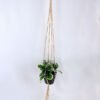 Artificial Plant 19*19*18cm Leaves in Plastic Pot, Rope: 82cm GS-03319186 1 Artificial Plant 19*19*18cm Leaves in Plastic Pot, Rope: 82cm GS-03319186
