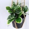 Artificial Plant 19*19*18cm Leaves in Plastic Pot, Rope: 82cm GS-03319186 2 Artificial Plant 19*19*18cm Leaves in Plastic Pot, Rope: 82cm GS-03319186