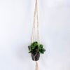 Artificial Plant 19*19*18cm Leaves in Plastic Pot, Rope: 82cm GS-03319187