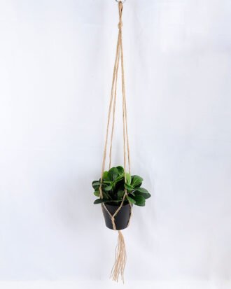 Artificial Plant 19*19*18cm Leaves in Plastic Pot, Rope: 82cm GS-03319187