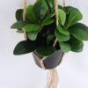 Artificial Plant 19*19*18cm Leaves in Plastic Pot, Rope: 82cm GS-03319187