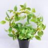 Artificial Plant 28*16*31cm Leaves in Plastic pot GS-03319028-G1