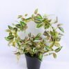Artificial Plant 28*16*31cm Leaves in Plastic pot GS-03319028-P1