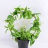 Artificial Plant 28*14*31cm Leaves in Plastic pot GS-03319029 1 Artificial Plant 28*14*31cm Leaves in Plastic pot GS-03319029