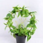 Artificial Plant 28*14*31cm Leaves in Plastic pot GS-03319029