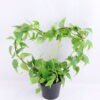 Artificial Plant 30*14*31cm Leaves in Plastic pot GS-03319032