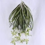 Artificial Plant 45*59CM Leaves*5 GS-10719028