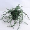 Artificial Plant 20*20*28cm Succlent in plastic pot GS-03319121