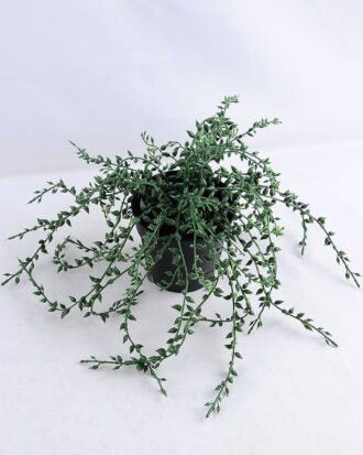 Artificial Plant 20*20*28cm Succlent in plastic pot GS-03319121 Succulent YeahFlower is one of Chinese leading OEM manufacturers and exporters , supplying the silk flowers, wholesale artificial trees Artificial Plant 20*20*28cm Succlent in plastic pot GS-03319121
