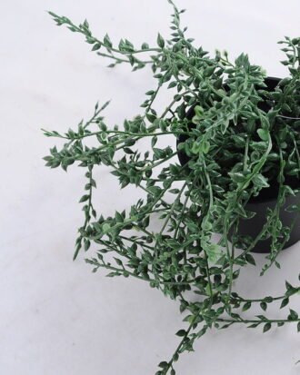 Artificial Plant 20*20*28cm Succlent in plastic pot GS-03319121 Succulent YeahFlower is one of Chinese leading OEM manufacturers and exporters , supplying the silk flowers, wholesale artificial trees Artificial Plant 20*20*28cm Succlent in plastic pot GS-03319121