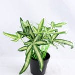Artificial Plant 26*23*25cm leaf Plastic pot GS-03319169