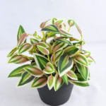 Artificial Plant 17*14*16.5CM leaf in Plastic pot GS-03319138