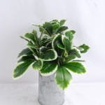 Artificial Plant 19*17*22cm  leaf in Tin pot GS-03319147