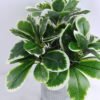 Artificial Plant 19*17*22cm leaf in Tin pot GS-03319147 2 Artificial Plant 19*17*22cm leaf in Tin pot GS-03319147