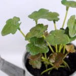 Artificial Plant 15.5*7.5*13.5cm leaf in Tin pot GS-03319174-G3