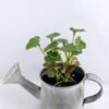 Artificial Plant 15.5*7.5*13 Artificial Plant 15.5*7.5*13.5cm leaf in Tin pot GS-03319174-G3