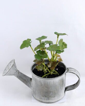 Artificial Plant 15.5*7.5*13.5cm leaf in Tin pot GS-03319174-G3 Potted Flowers&Plants YeahFlower is one of Chinese leading OEM manufacturers and exporters , supplying the silk flowers, wholesale artificial trees Artificial Plant 15.5*7.5*13.5cm leaf in Tin pot GS-03319174-G3