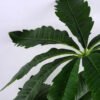 Artificial Plant 36*88CM leaves*3 GS-53619027 2 Artificial Plant 36*88CM leaves*3 GS-53619027