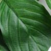 Artificial Plant 38*117cm leaves*5 GS-53619018 2 Artificial Plant 38*117cm leaves*5 GS-53619018