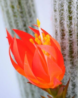 Artificial Plant 23*21*55cm single succulent with flower in Plastic pot GS-03319042-O1