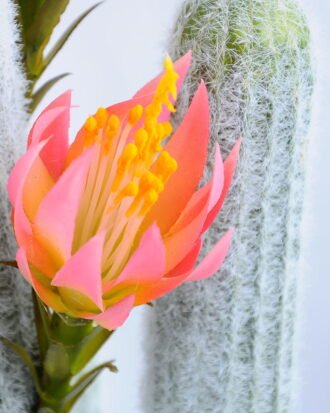 Artificial Plant 23*21*55cm single succulent with flower in Plastic pot GS-03319042-P1 Succulent YeahFlower is one of Chinese leading OEM manufacturers and exporters , supplying the silk flowers, wholesale artificial trees Artificial Plant 23*21*55cm single succulent with flower in Plastic pot GS-03319042-P1