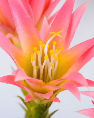 Artificial Plant 30*18*76cm single succulent with flower in Plastic pot GS-03319043-P1 Succulent YeahFlower is one of Chinese leading OEM manufacturers and exporters , supplying the silk flowers, wholesale artificial trees Artificial Plant 30*18*76cm single succulent with flower in Plastic pot GS-03319043-P1