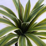 Artificial Tree 55*50*69 Maguey in Plastic pot GF-41919001