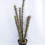 Artificial succulent 26*24*78cm single alhagi set in Plastic pot GS-03319039