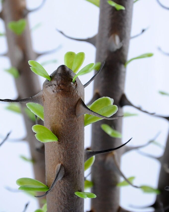 Artificial succulent 26*24*78cm single alhagi set in Plastic pot GS-03319039 2 Artificial succulent 26*24*78cm single alhagi set in Plastic pot GS-03319039