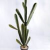 Artificial succulent 31*23*101cm single cactus in Plastic pot GS-03319040