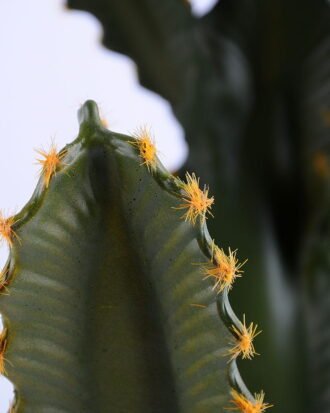 Artificial succulent 31*23*101cm single cactus in Plastic pot GS-03319040 Succulent YeahFlower is one of Chinese leading OEM manufacturers and exporters , supplying the silk flowers, wholesale artificial trees Artificial succulent 31*23*101cm single cactus in Plastic pot GS-03319040