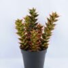 Artificial succulent 17*15*28.5cm single succulent set in Plastic pot GS-03319036