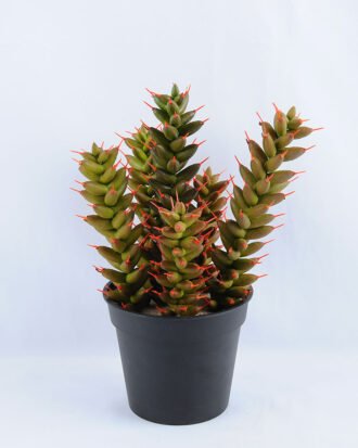 Artificial succulent 17*15*28.5cm single succulent set in Plastic pot GS-03319036 Succulent YeahFlower is one of Chinese leading OEM manufacturers and exporters , supplying the silk flowers, wholesale artificial trees Artificial succulent 17*15*28.5cm single succulent set in Plastic pot GS-03319036