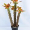 Artificial succulent single succulent with flower set in Plastic pot GS-03319037-O1