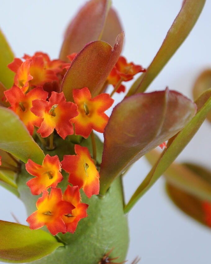 Artificial succulent single succulent with flower set in Plastic pot GS-03319037-O1