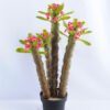 Artificial succulent single succulent with flower set in Plastic pot GS-03319037-P1