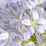 Artificial Flower 24*71cm African agapanthus GS-39119016-Z1