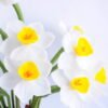 Artificial Flower 16*52CM Daffodil Bush*3 GS-41519009