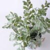 Artificial Flower 29*22*33CM Fern In Tin Pot GS-06919049 2 Artificial Flower 29*22*33CM Fern In Tin Pot GS-06919049