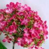 Artificial Flower 15*35CM HYDRANGEA GS-26219035-R1 2 Artificial Flower 15*35CM HYDRANGEA GS-26219035-R1